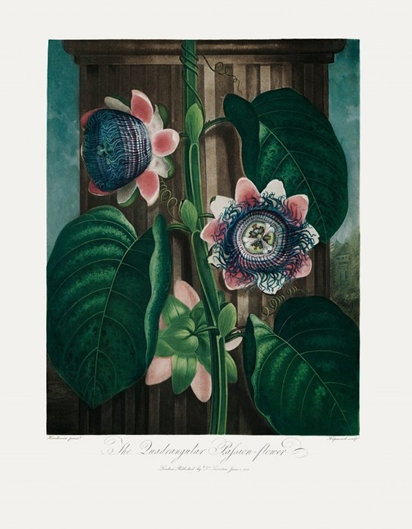 The Quadrangular Passion-Flower by Peter Henderson, 1802