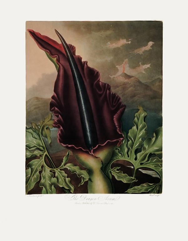 The Dragon Arum by Peter Henderson, 1801