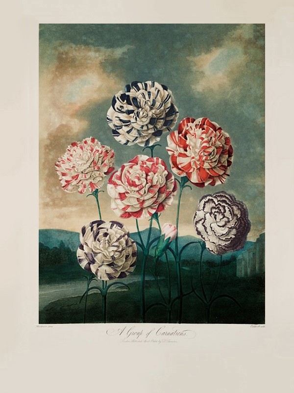 A Group of Carnations by Peter Henderson, 1803