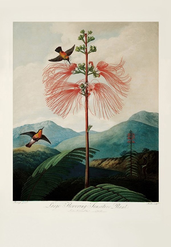 Large Flowering Sensitive Plant by Philip Reinagle, 1799