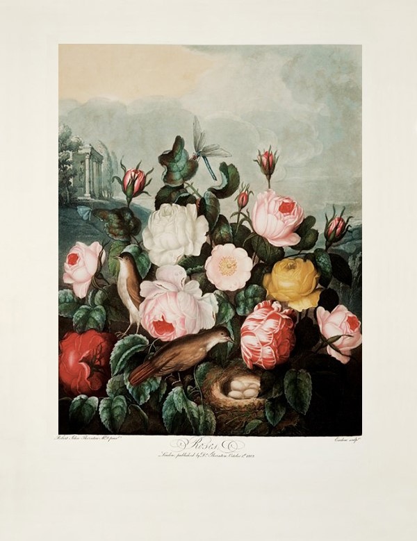 Roses by Robert John Thornton, 1805