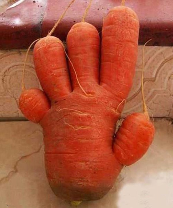 Carrot hand