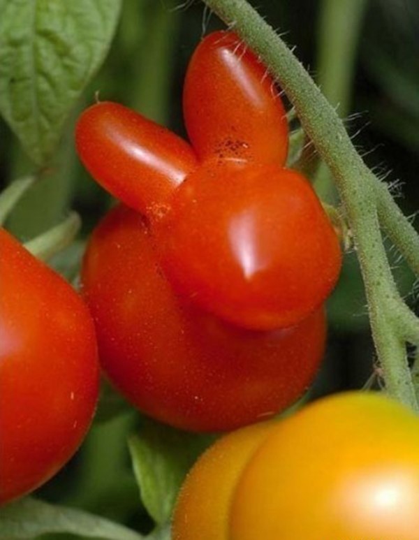 Tomato bunny