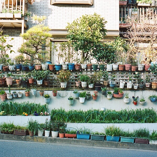 Courtesy of Guerrilla Gardening