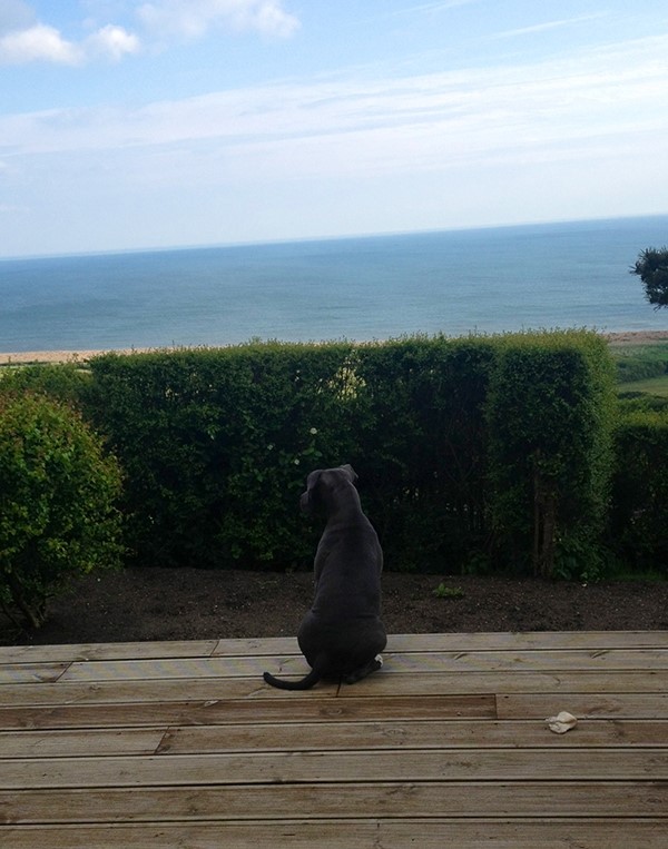 Reggie at the beach