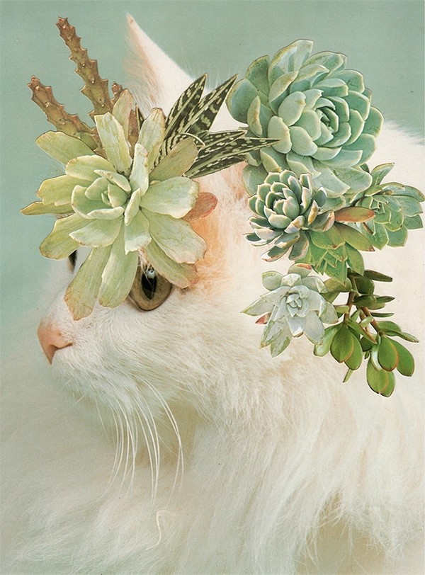 Cats and Plants