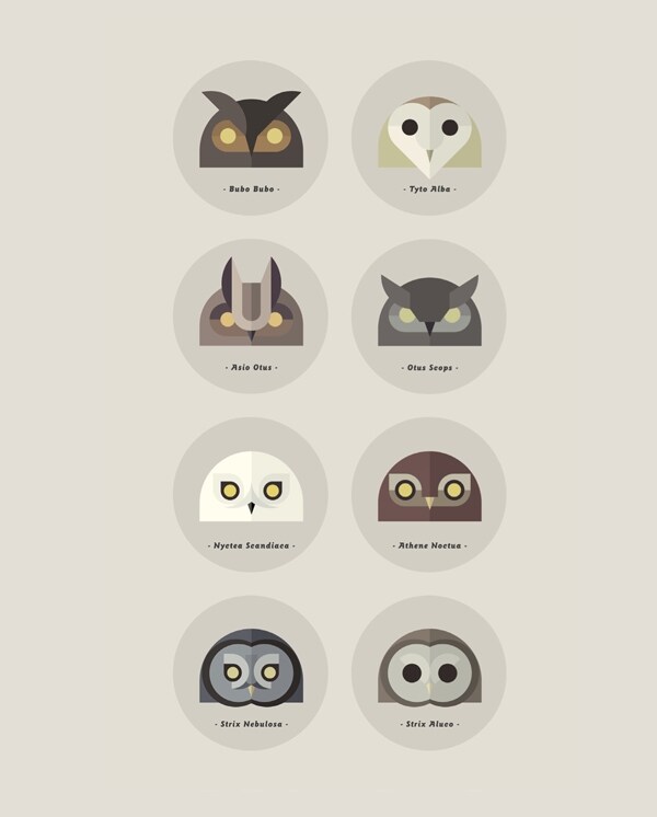 Owls of the World, 2012