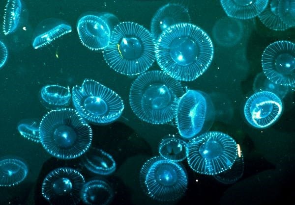 (c) National Geographic