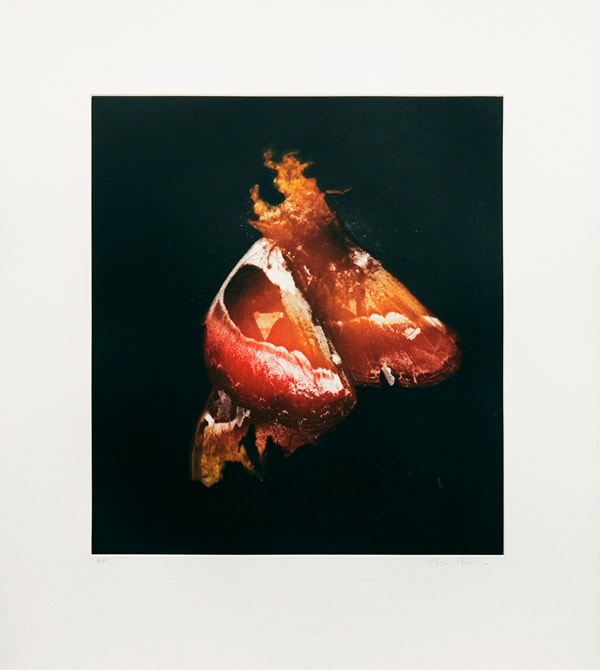 Insecticide Photogravure, 2008