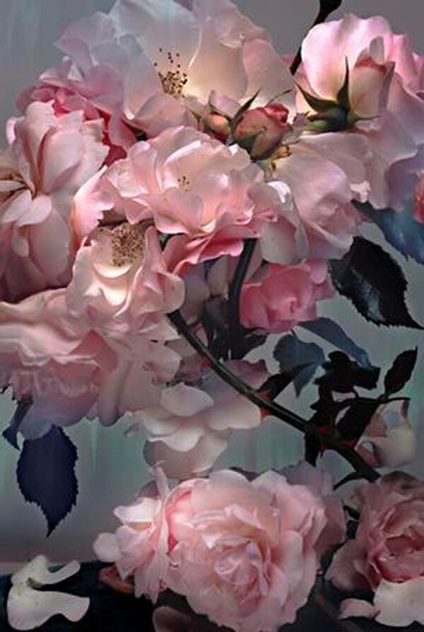 Rose by Nick Knight (2008)