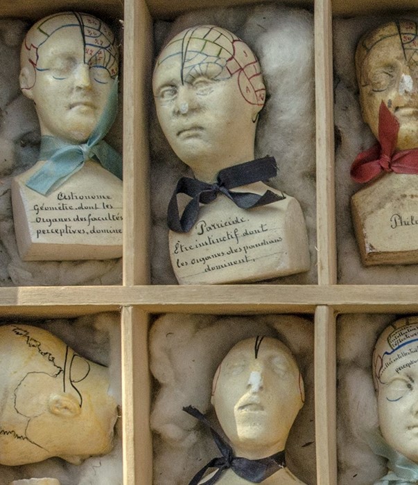 Phrenology Busts