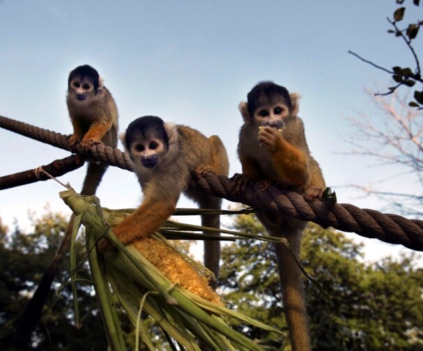 Monkeys at London Zoo