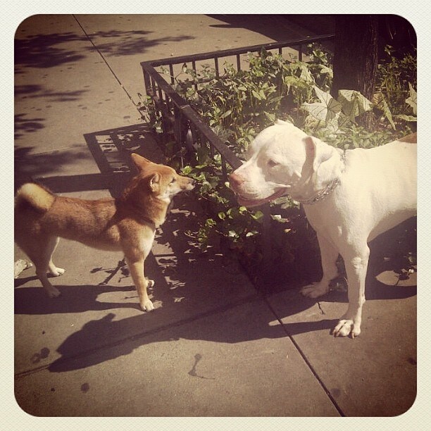 A dog face-off on the street, New York S/S13