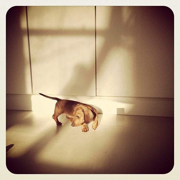 Wren the daschund
