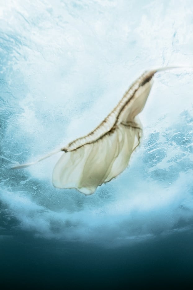 Forte Forte 10th Anniversary