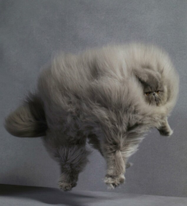 Cat leaping