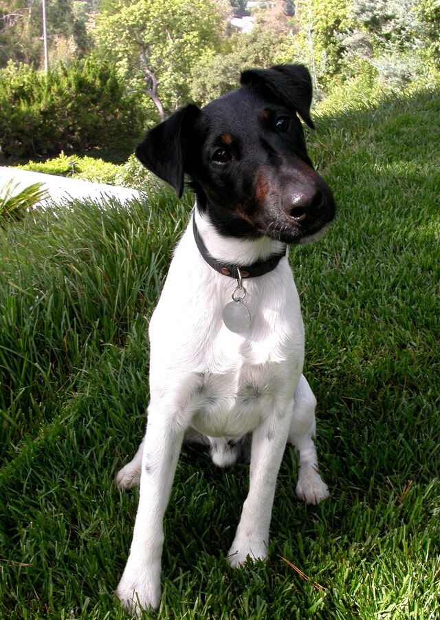 Angus at three-years-old