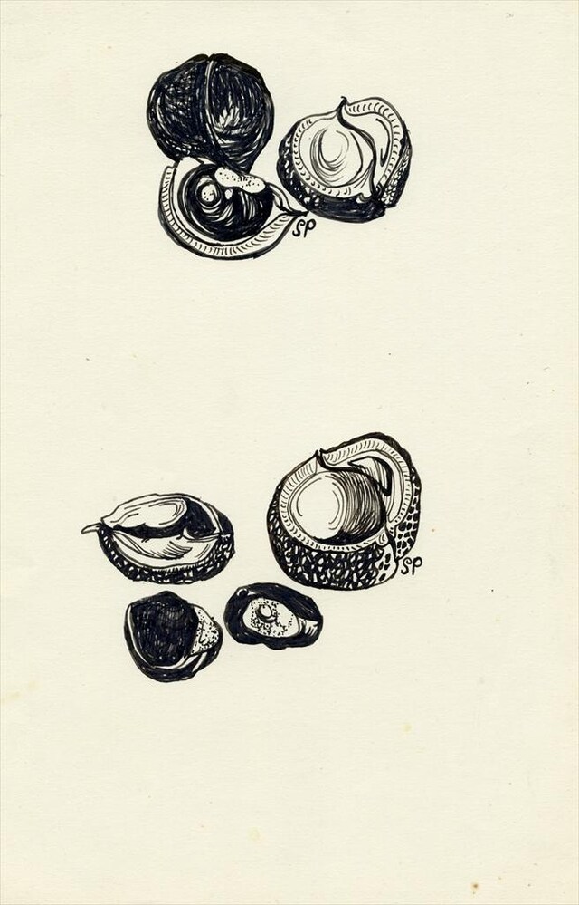 Untitled (Two Studies of Conkers)