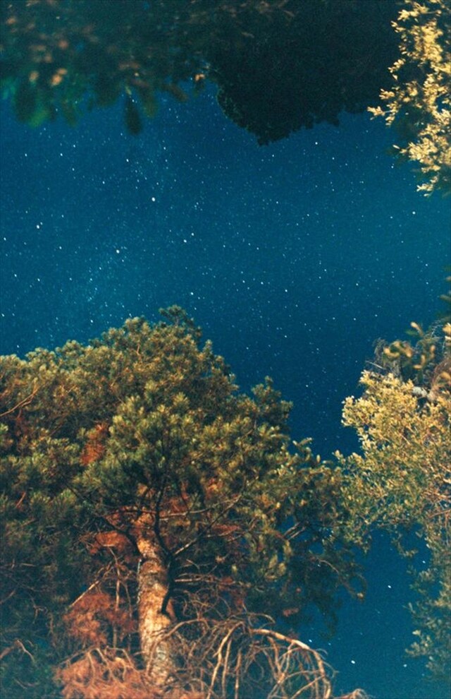 Night Sky (Pine), 2010