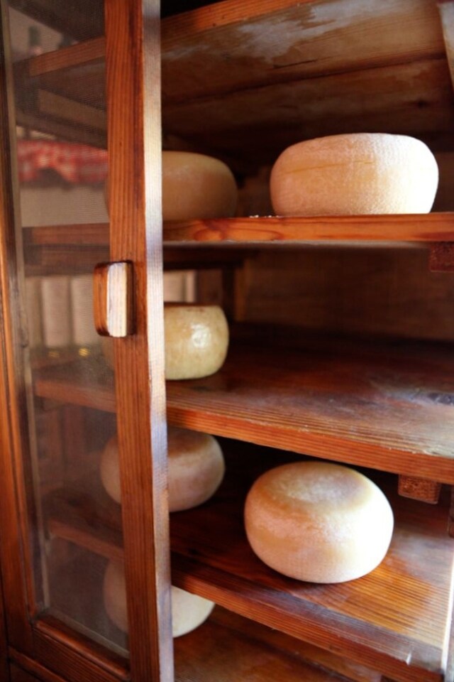 Pecorino at Fattoria La Vialla