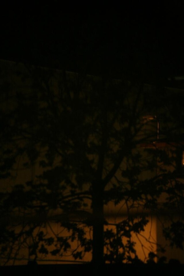 Tree at night, Photography by Francesco Brigida