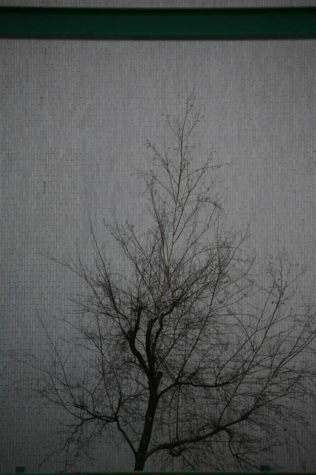 Tree, Photography by Francesco Brigida