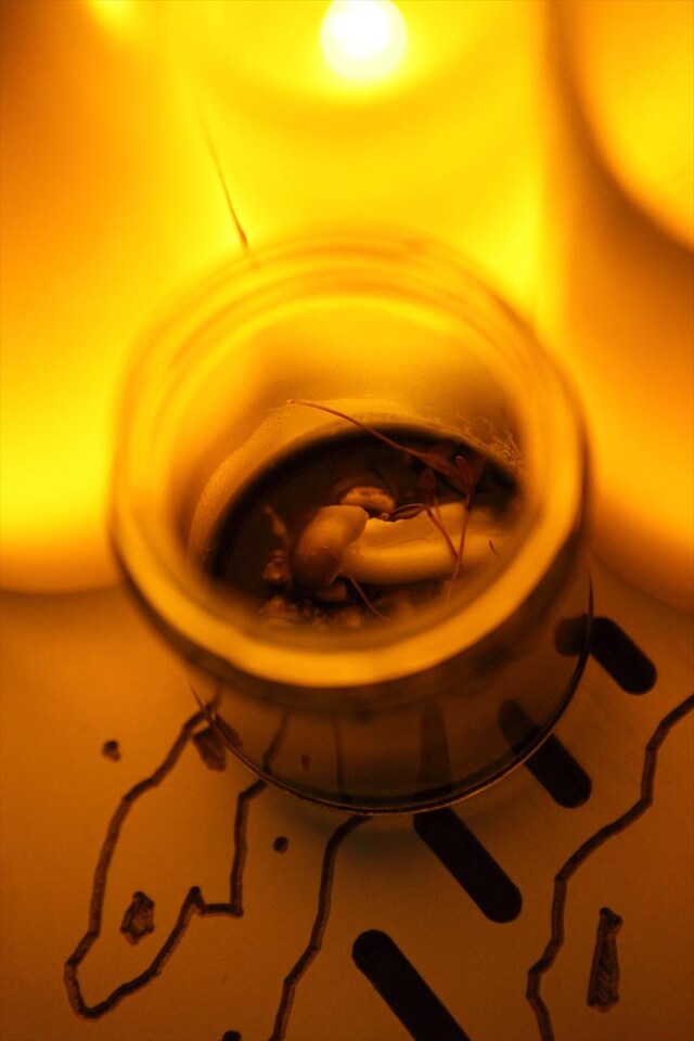 Smoked mushrooms by Anna Hansen at LimeWharf