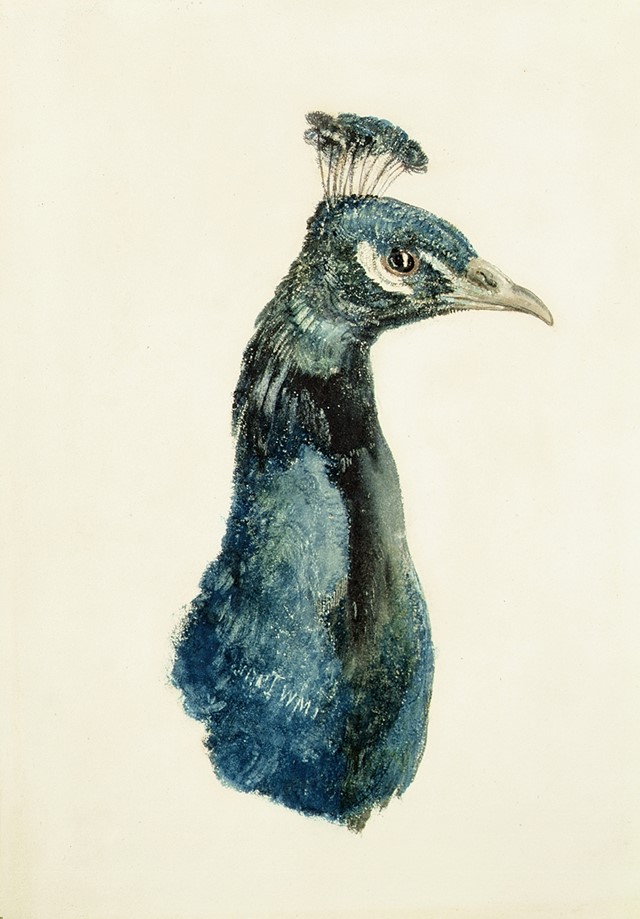 JMW Turner, Peacock