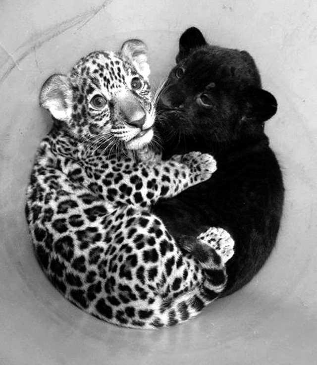 Cub Cuddles