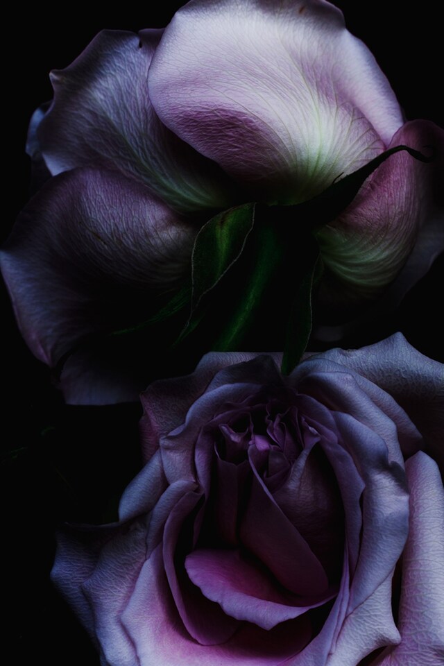 Rose-9389, 2013