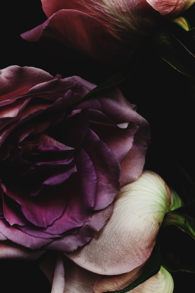 Rose-9435, 2013