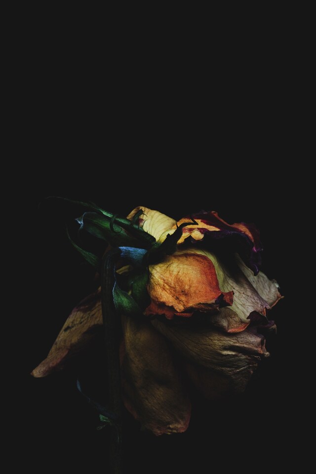 Rose-4470, 2013