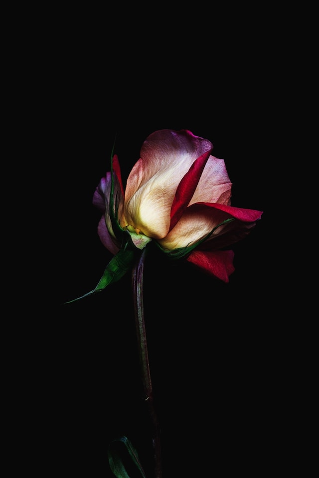Rose-7351, 2013