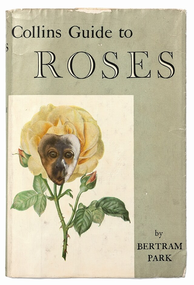 The Collins Guide To Roses