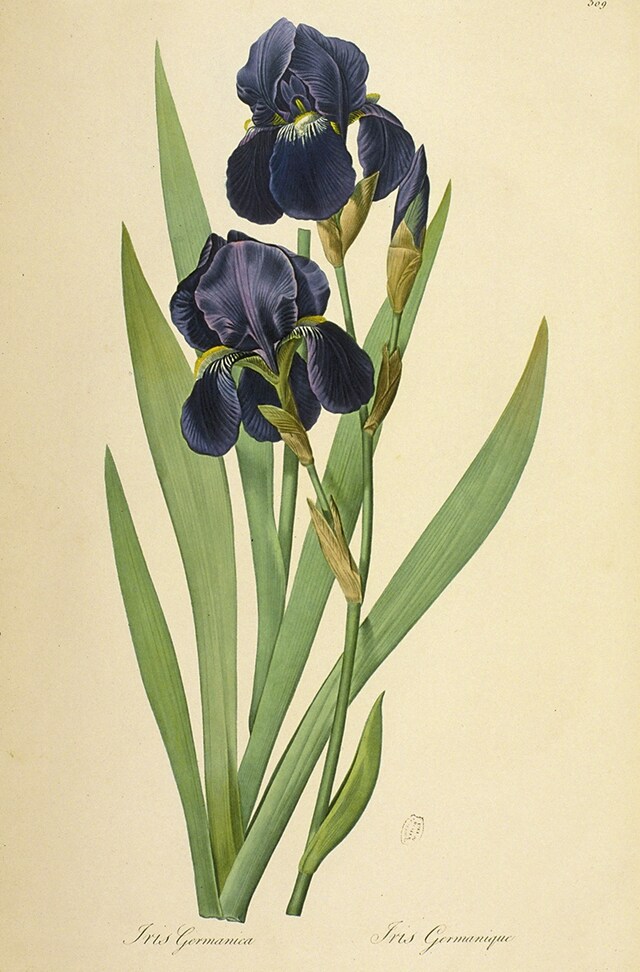 Florentine iris