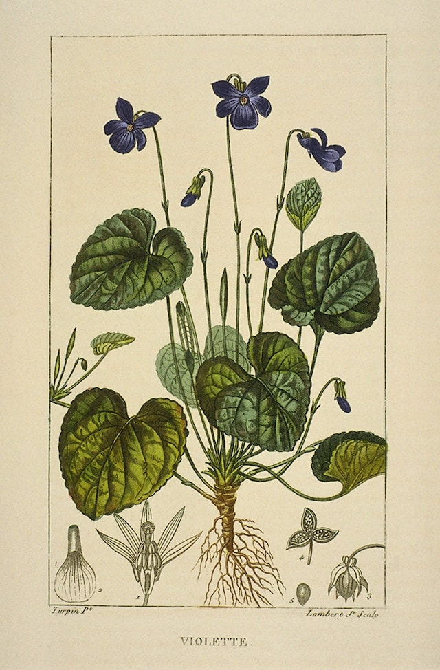 Wood violet