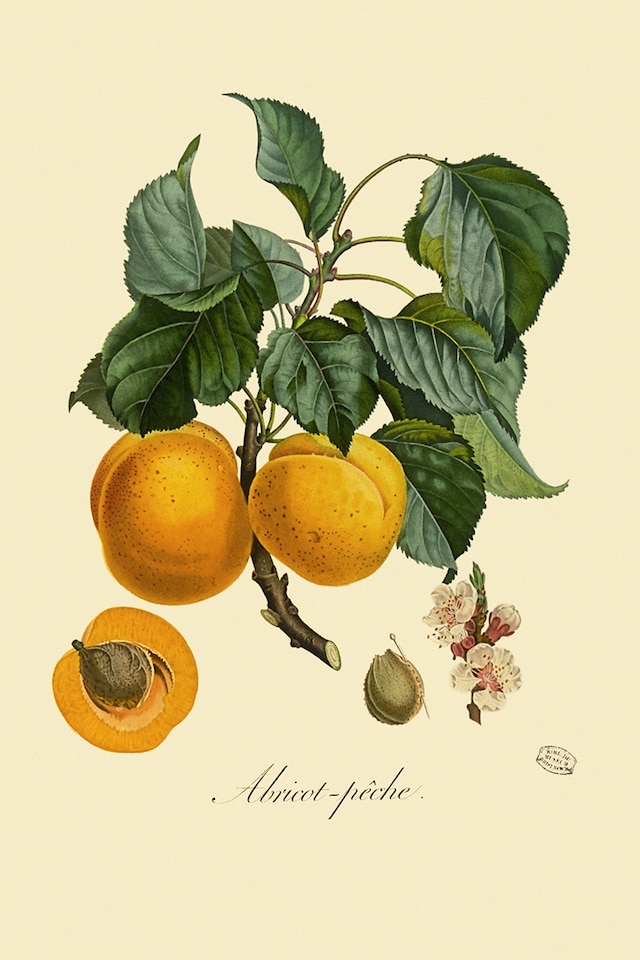 Apricot