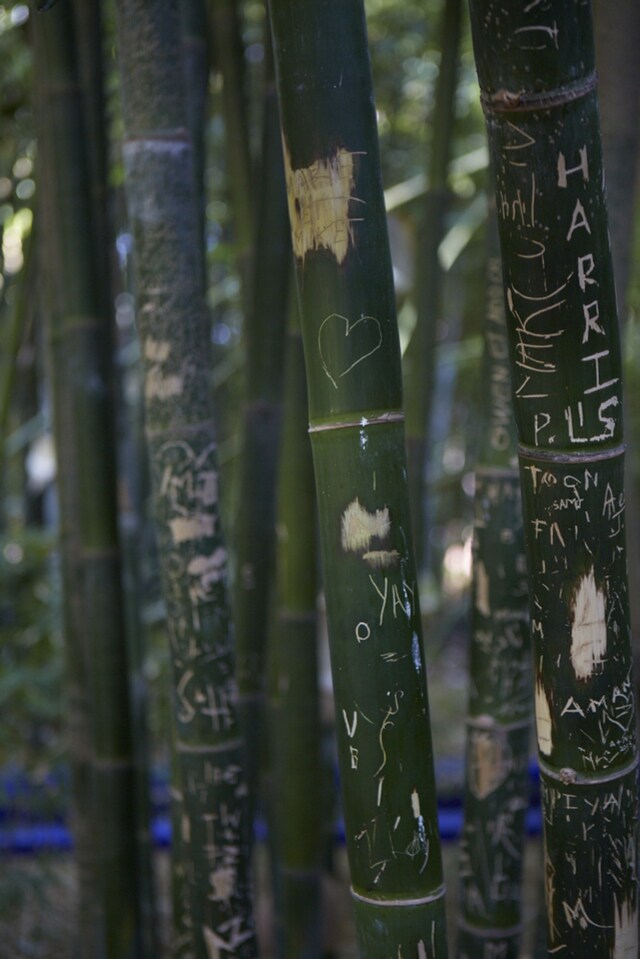 Jardin Majorelle