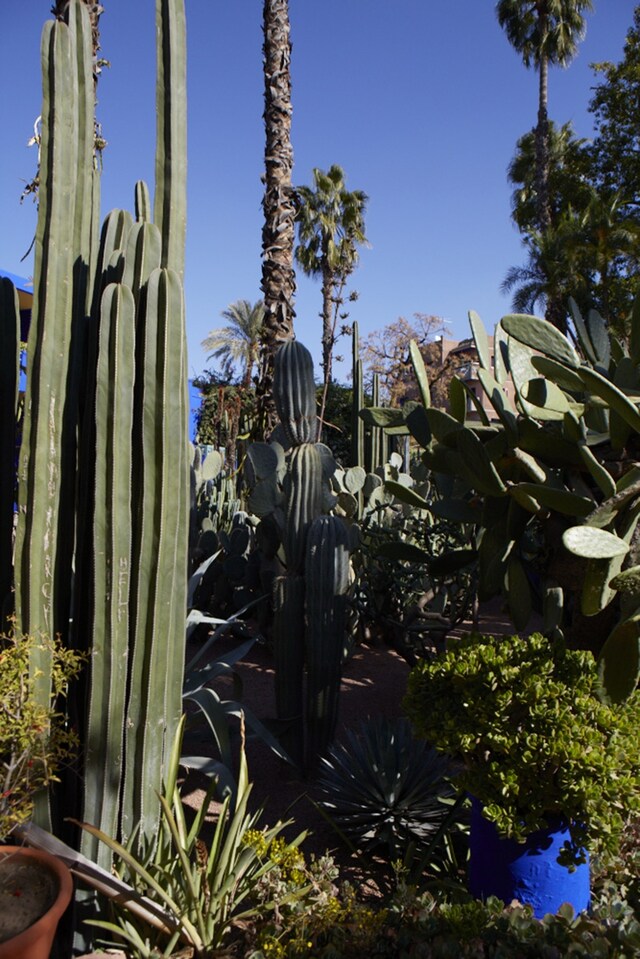 Jardin Majorelle