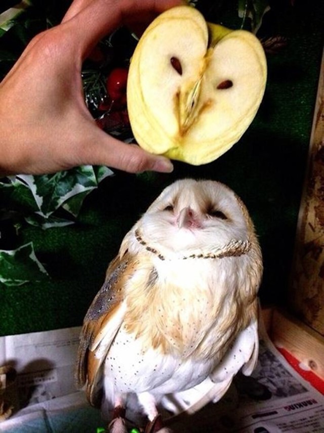 Apple of my Owl