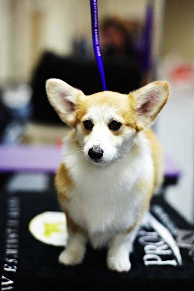 Westminster Kennel Club dog show 2014