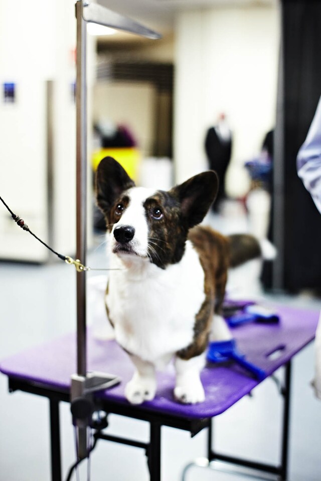 Westminster Kennel Club dog show 2014