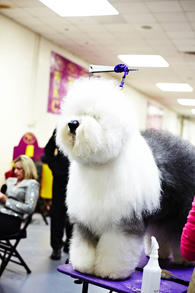 Westminster Kennel Club dog show 2014