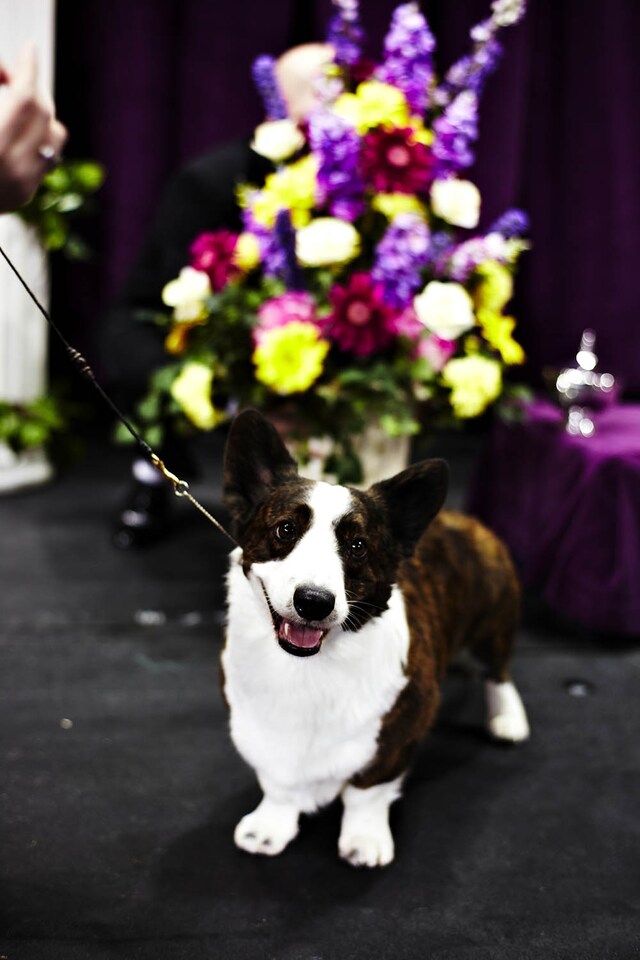 Westminster Kennel Club dog show 2014