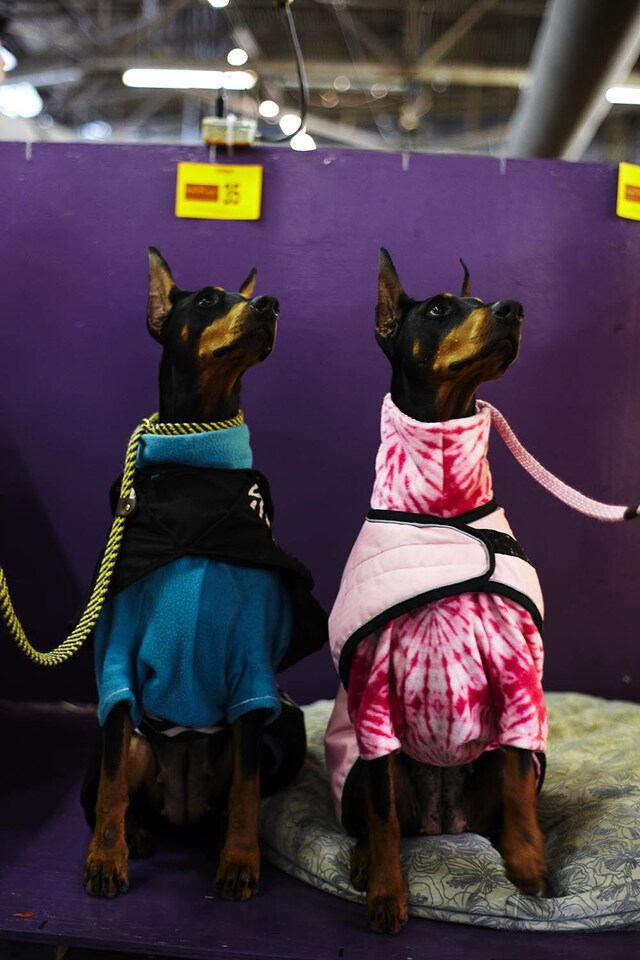 Westminster Kennel Club dog show 2014