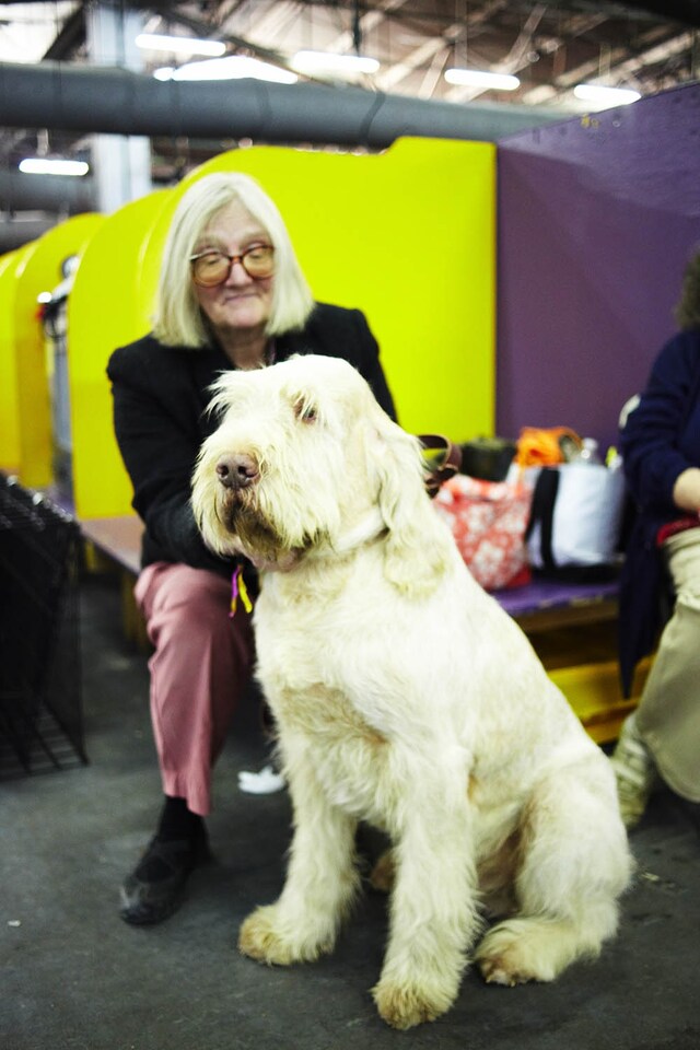 Westminster Kennel Club dog show 2014