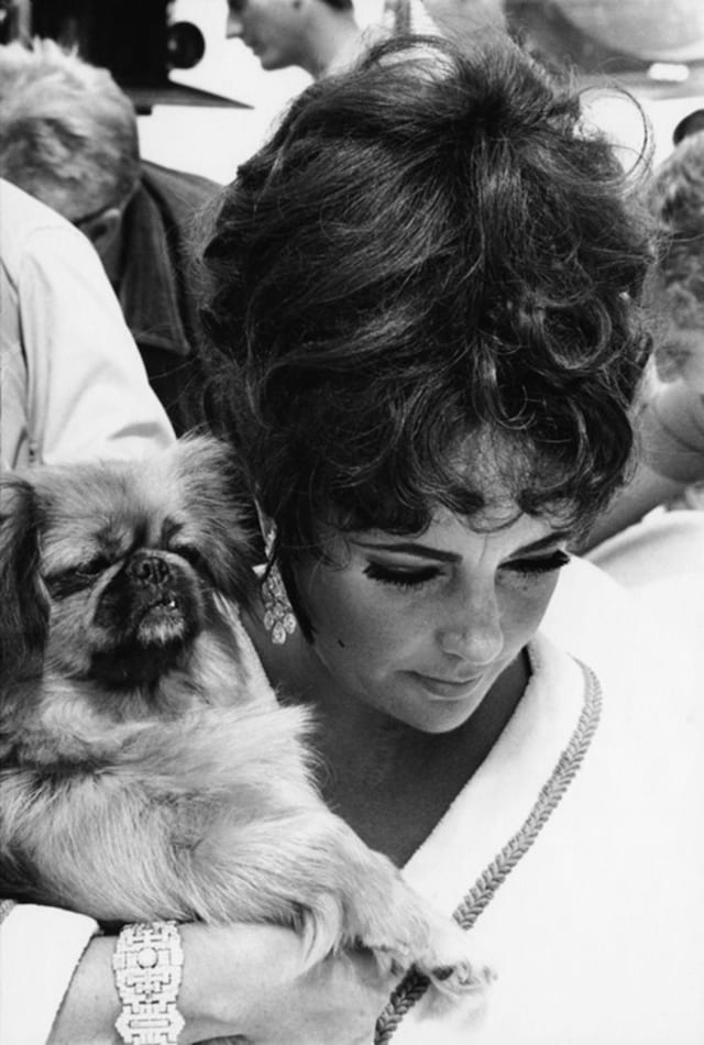 Elizabeth Taylor and her Pekingese take a little time out du