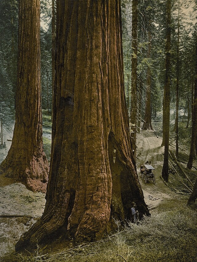 Mariposa Grove, “Three Graces”, Yosemite National Park, Cali