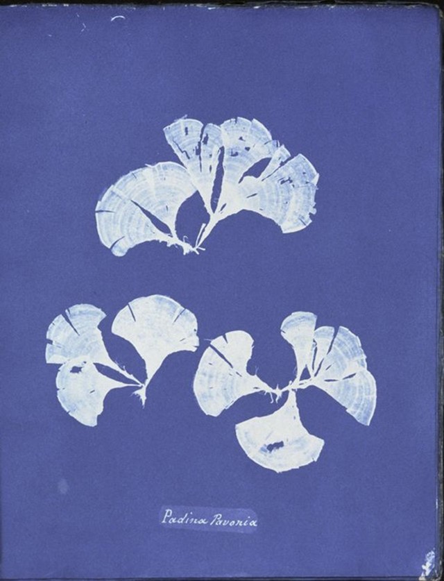 Ocean Flowers by Anna Atkins
