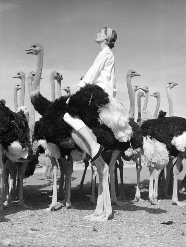 Wenda and ostriches, 1951
